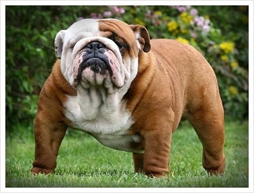 Bulldog 