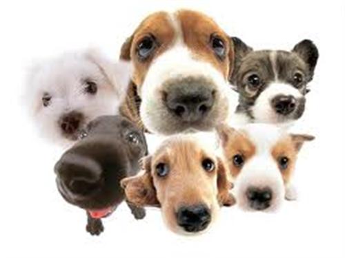 dogs 